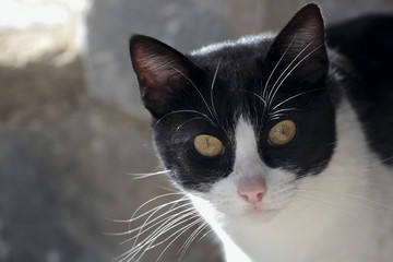  Cat face black and white