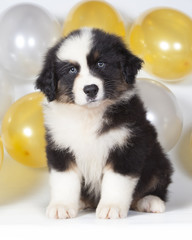 Cachorro de Pastor Australiano en una fiesta infantil