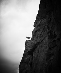Mountain goat standing on the rock, black and white