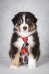 Cachorro de Pastor Australiano con corbata
