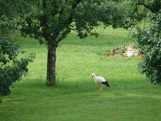 Weißstorch im Garten