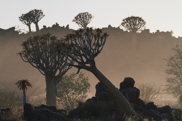 Quiver tree forest during the morning dust in Keetmanshoop Namib