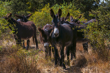 Burros en sendero