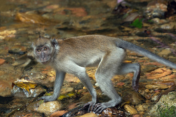 Monkey in the jungle near a creek