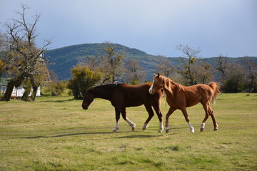 Fototapeta na wymiar Horses in Patagonia Chile