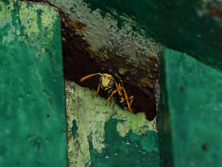 Wasp male peeking out of hiding. The marriage between wasps Polistes.