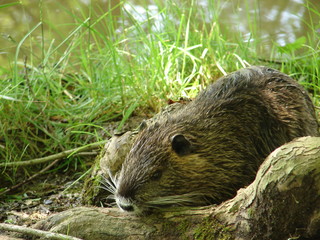Nutria im Gras am Ufer