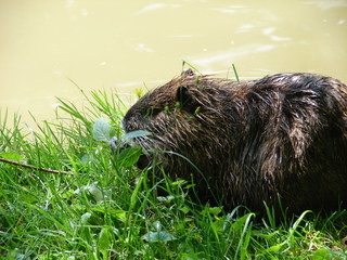 Nutria im Gras am Ufer