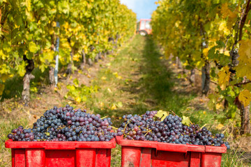 Ernte auf dem Weinberg