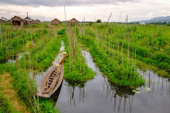 Landscape view of floating gardens on Inle lake with the farmer - Powered by Adobe