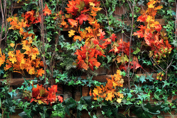 Fototapeta na wymiar The concept of Autumn with a wall of beautifully coloured leaves