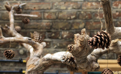 A cluster of Pine cones on branches against a brick wall