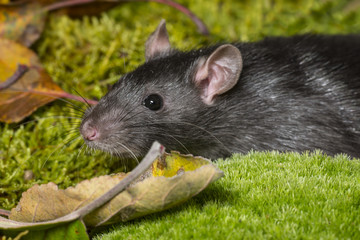 Rattus norvegicus - pet rat