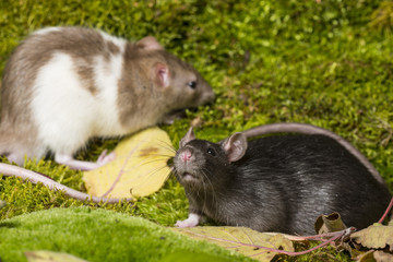 Rattus norvegicus - pet rat