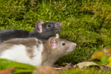 Naklejka na ściany i meble Rattus norvegicus - pet rat
