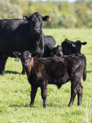 Black Angus Calves © Steve Oehlenschlager