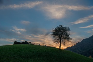 tree at sunset