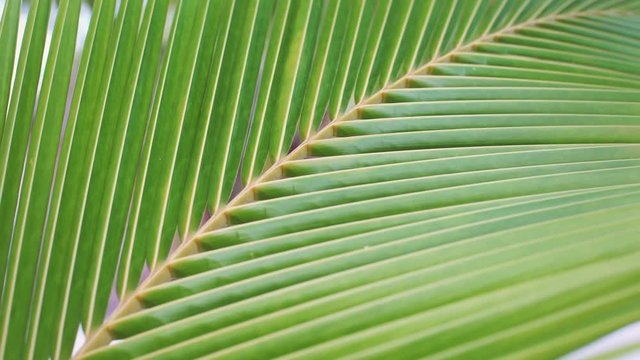 Full Frame Palm Tree detail