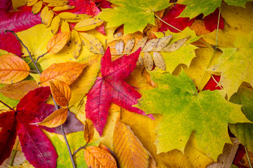 Naklejka na ściany i meble Autumn Leaves Background. Leaves tree maple