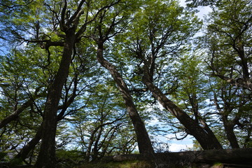 Fototapeta premium Plants and trees in Patagonia Chile