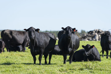 Black Angus Cows and calves on a Minnesota Farm - obrazy, fototapety, plakaty