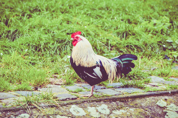 Colorful rooster. Beautiful cock