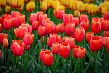 colorful flowers abstract background. tulips