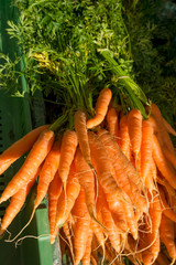 fresh carrots  in the market