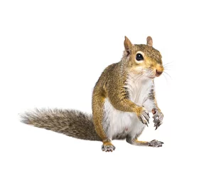 Wall murals Squirrel Young squirrel  seeds