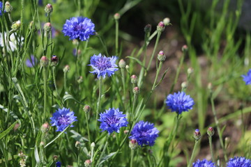 Blue wild cornflowers