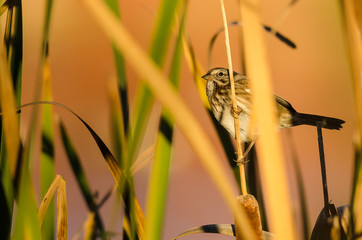 Sparrow Resting Among the Fall Foliage