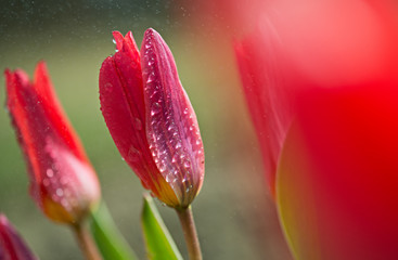 Scarlet tulips and spring rain.