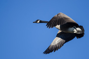 Canada Goose Flying in a Blue Sky