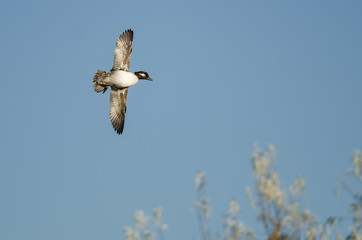 Bufflehead Duck Flying in a Blue Sky