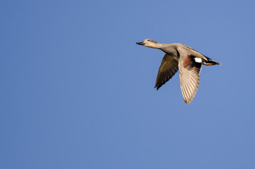 Gadwall Flying in a Blue Sky