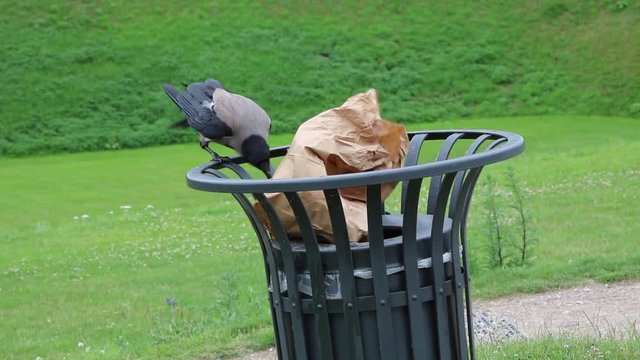 Smart crow is trying to find the contents of a paper bag