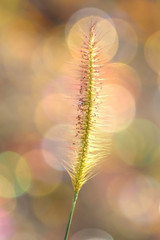 Obraz premium Soft focused of Grass with a colorful background.