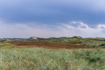 Dunes of Denmark with Reed