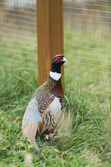 A rooster Ring-necked Pheasant