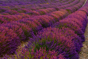 Fototapeta na wymiar Lavender field on sunrise, Valensole plateau (France)