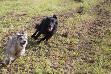 Cane che corre nel prato