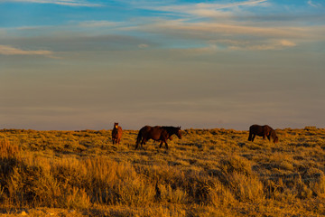 Wild Horse Scenic Loop near Rock Springs, Wyoming	