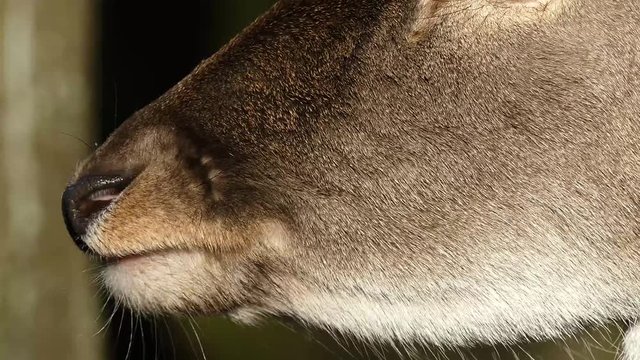 Wildtiere