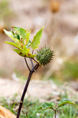 Thorn flower ball growing in the field