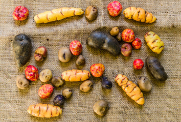 Colorful Bolivian and Peruvian baby potatoes and tubers against rustic brown and beige background background in flat lay style. Texture and pattern. Focus on the background.