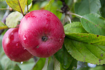Red Wealthy apples on apple tree branch.