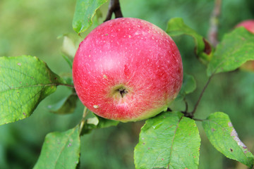 Red Wealthy apple on apple tree branch.