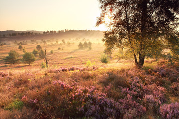 bright golden sunrise over heathland