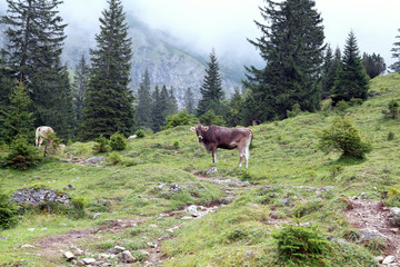 Fototapeta na wymiar cattle on alpine meadows in fog