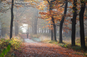 owner with dog walking in autumn forest
